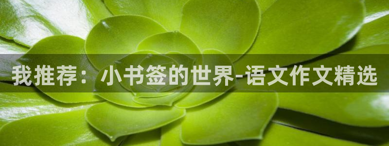 九游会网页版官网入口：我推荐：小书签的世