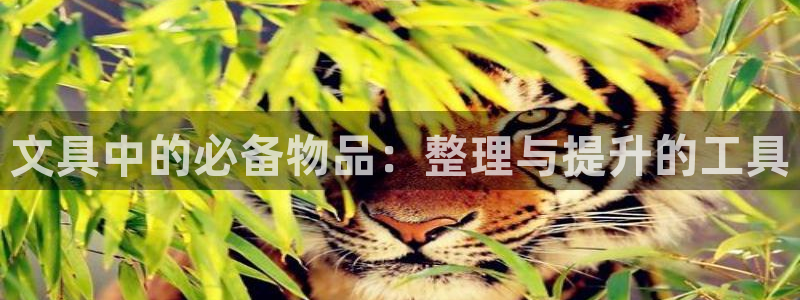 九游会亚洲国际游戏官网：文具中的必备物品