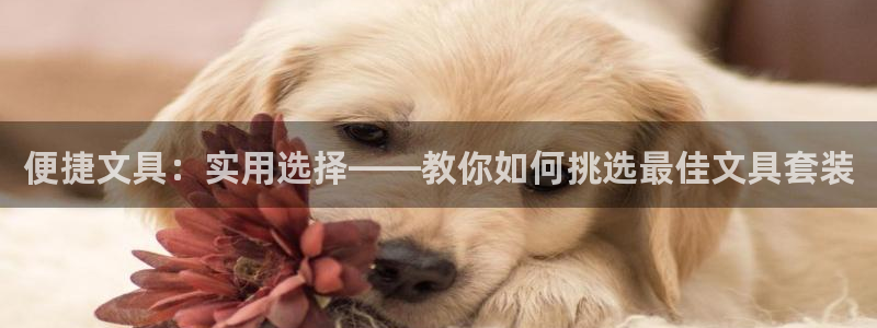 亚游九游会登陆：便捷文具：实用选择——教