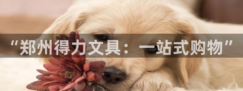 九游会台子：“郑州得力文具：一站式购物”